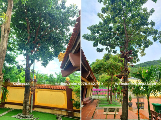 Có Nên Trồng Cây Sala Trước Nhà: Phân Tích Đặc Điểm Và Phong Thủy Chuyên Sâu