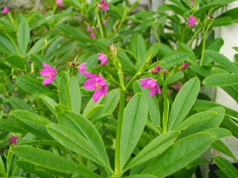 Cây sâm đất phát triển tốt, minh họa cách trồng cây sâm đất