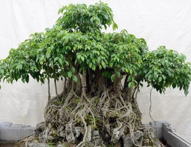 Cây Sanh Bonsai được tạo dáng nghệ thuật, phù hợp với không gian nhỏ