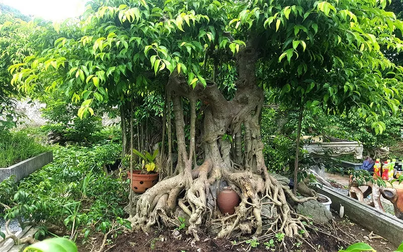 Cây Sanh bonsai to lớn đang được trưng bày, thể hiện giá trị nghệ thuật cao.