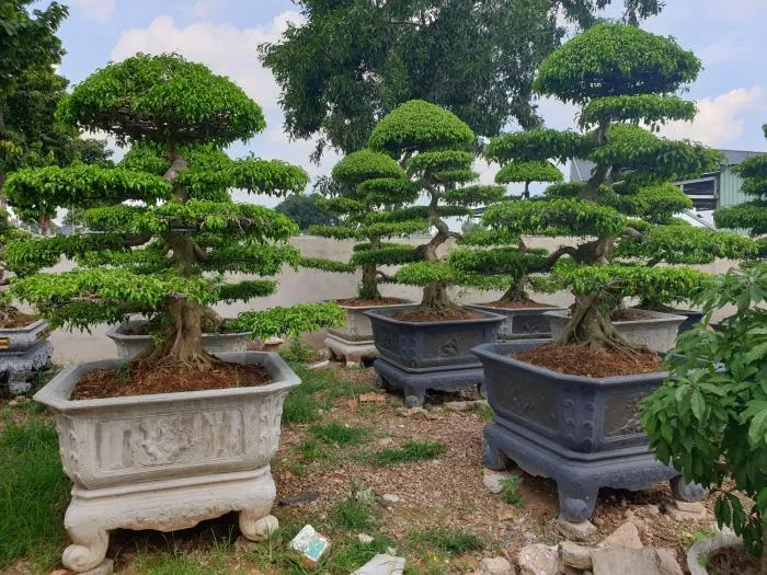 Cây Sanh bonsai với bộ rễ độc đáo và các thế cây được tạo hình.