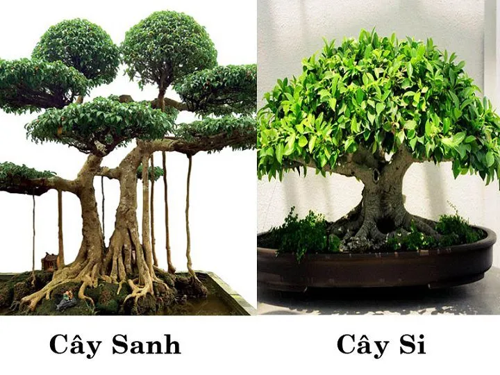 Cây Sanh Cây Si Phân Biệt