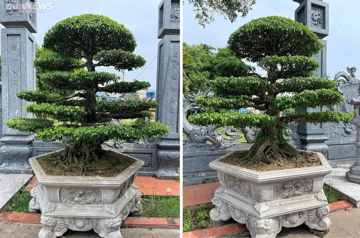 Cây sanh cổ tại Nam Định, là minh chứng cho sự trường tồn và giá trị nghệ thuật cao. (Ảnh minh họa: Thành Lâm)