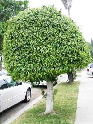 Cây Sanh công trình với thân cây chắc khỏe