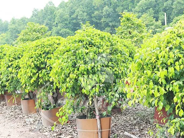 Cây Sanh được tạo tán hình khối vuông vắn, lý tưởng cho việc trồng dải phân cách đô thị