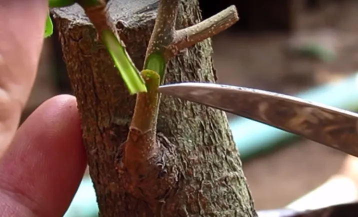 Cây Sanh giâm cành