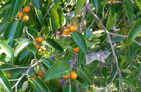 Cây Sanh Lá và Quả