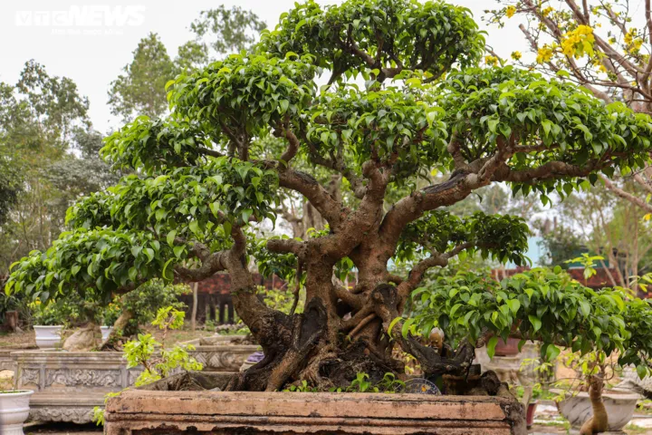 Cây sanh với ý nghĩa phong thủy mang may mắn, sung túc cho gia chủ nên được nhiều người trồng trước nhà, trong vườn. (Ảnh minh họa: Nguyễn Vương)
