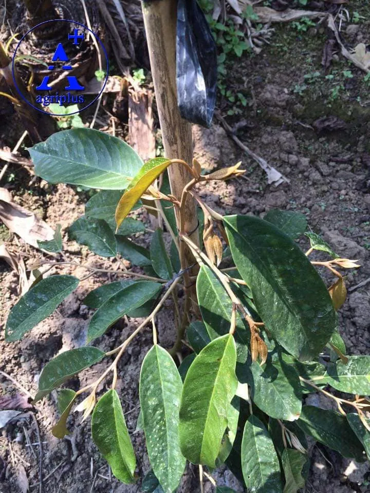 Cây sầu riêng con mới trồng đã xuất hiện mũi giáo cần phun thuốc trừ rầy