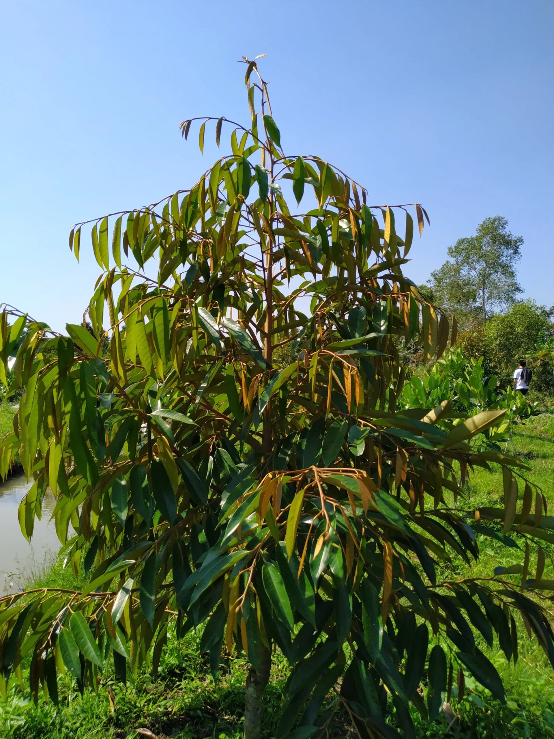 Cây sầu riêng đang phát triển ổn định nhờ phương pháp chăm sóc chuyên nghiệp