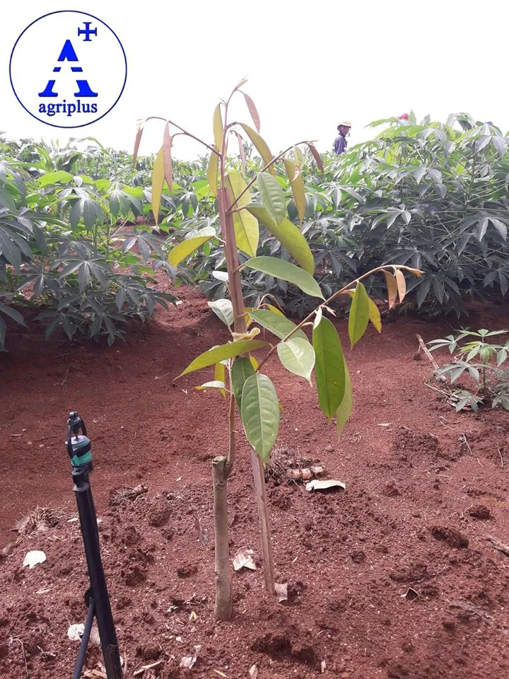 Cây sầu riêng đang ra đọt non báo hiệu chu kỳ sinh trưởng mới