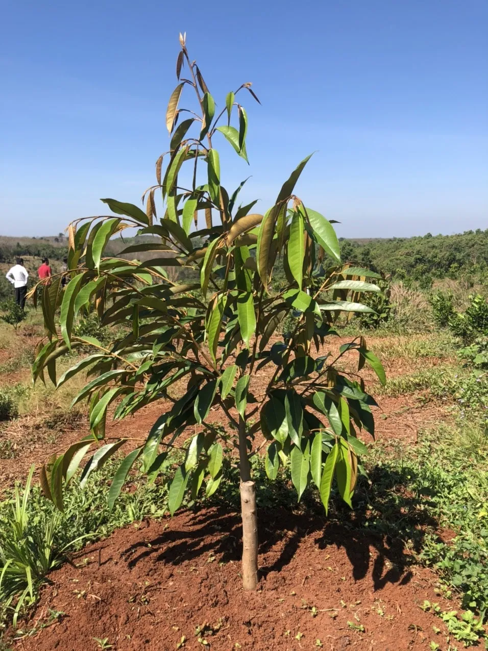 Cây sầu riêng phát triển tốt nhờ quy trình chăm sóc kỹ lưỡng