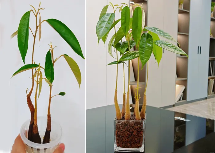 Cây Sầu Riêng Trang Trí Văn Phòng