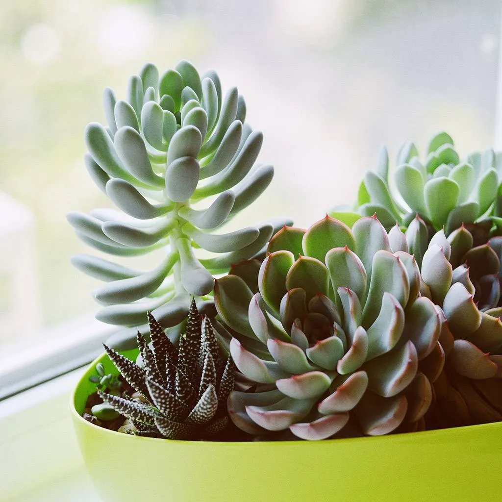 Cây Sen Đá cho tuổi Dậu