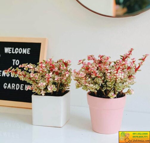 Cách Chăm Sóc Cây Sen Đô La Toàn Diện: Bí Quyết Từ Chuyên Gia Bonsai Ba Miền