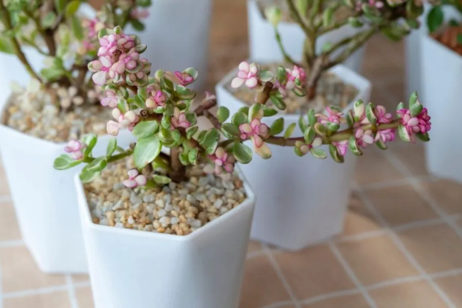 Cây sen đá đô la Portulacaria afra khỏe mạnh trồng trong chậu