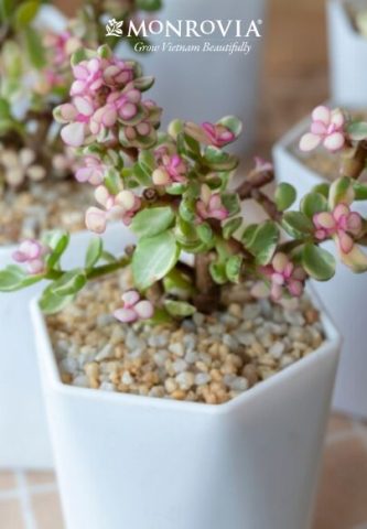 Cách Trồng Cây Giống Chuẩn Chuyên Gia: Hướng Dẫn Chi Tiết Từ A Đến Z