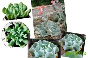 Cây sen đá hoa cúc phát triển khỏe mạnh dưới ánh nắng mặt trời rực rỡ