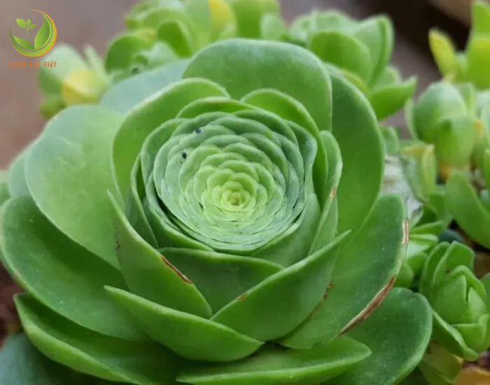Cây sen đá hoa hồng có tên tiếng Anh là Aeonium Dodrantale