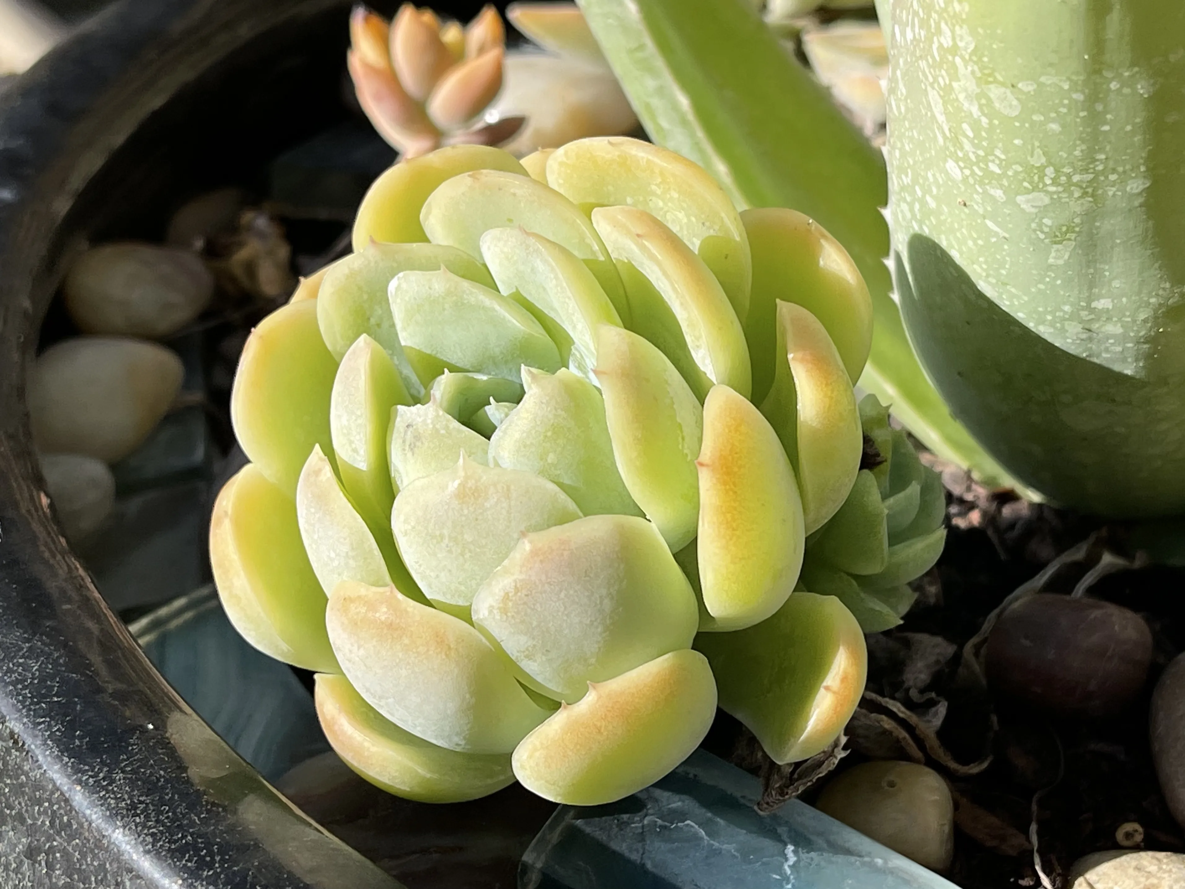 Cây sen đá Mẹ sinh ra nhiều nhánh con khỏe mạnh