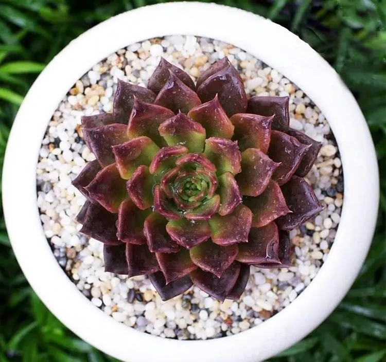 Cây Sen Đá Nâu mang màu sắc tương sinh (hành Thổ) cho mệnh Kim, thu hút tài lộc và sự bình an