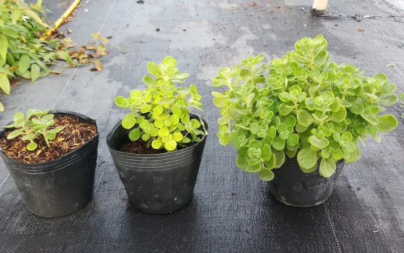 Cây sen thơm cần được tập thích nghi dần với ánh nắng để tránh hiện tượng héo lá đột ngột