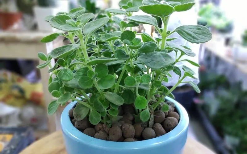 Cây sen thơm trên bàn làm việc mang ý nghĩa phong thủy tốt lành về tài lộc