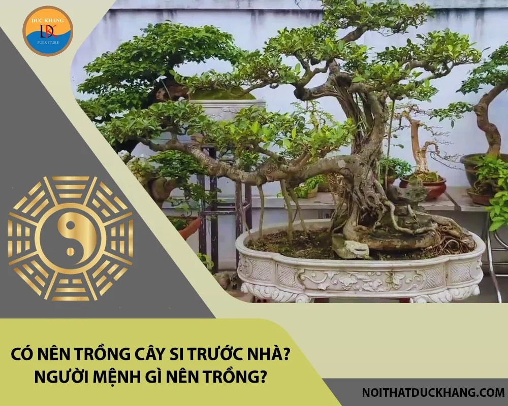 Cây si bonsai được trồng trong chậu cảnh trước nhà mang ý nghĩa phong thủy tốt lành