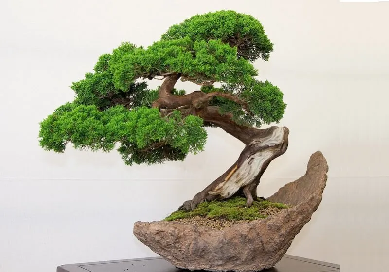 Cây si có sức sống mạnh mẽ, thân cành dẻo dai nên rất thích hợp để tạo dáng bonsai nghệ thuật
