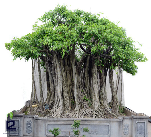 Không Nên Trồng Cây Dâu Trước Nhà: Giải Mã Phong Thủy Và Khoa Học