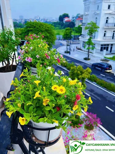 Cây sinh trưởng mạnh, ra nhiều nhánh và cây ổn định thì tưới ngày 2 lần để đảm bảo độ ẩm