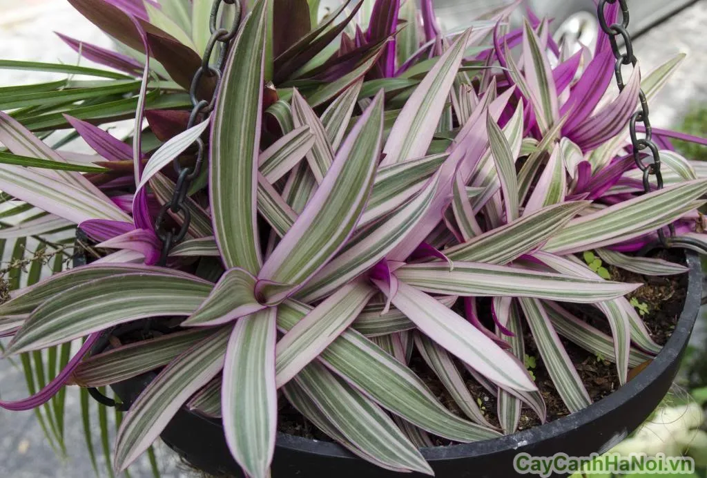 Cây Sò Huyết tượng trưng cho sự phát tài