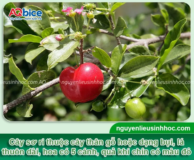 Cây sơ ri thân có gai nhỏ, cành khi già màu nâu, lá thuôn dài, hoa màu tím, quả hình tròn khi chín có màu đỏ hoặc cam