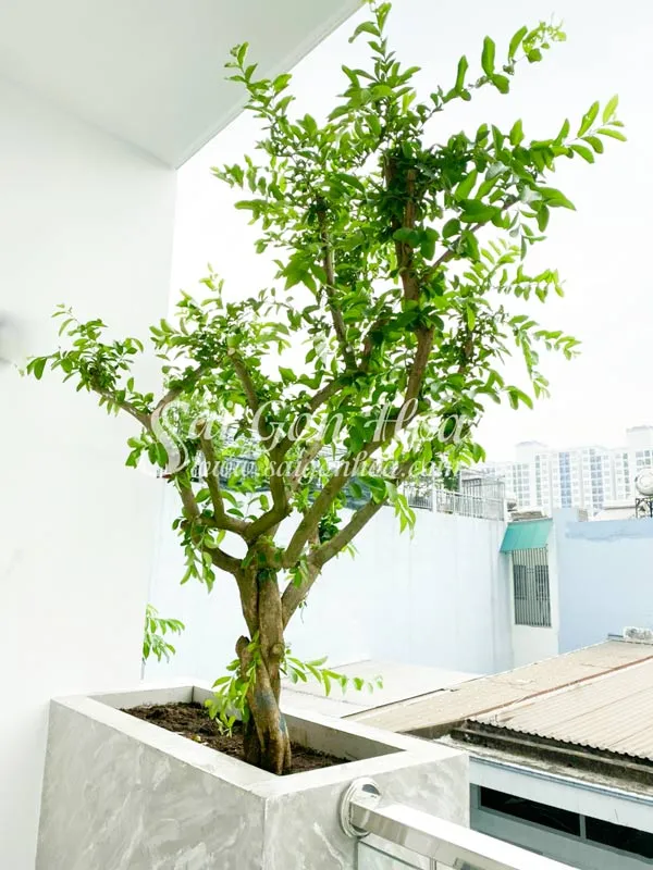 Cây sơ ri trồng trong chậu ở ban công nhà phố