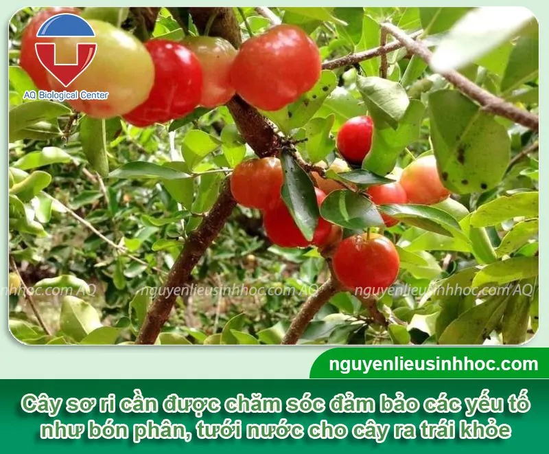 Cây sơ ri trưởng thành, tán lá xanh tươi và sai trĩu quả