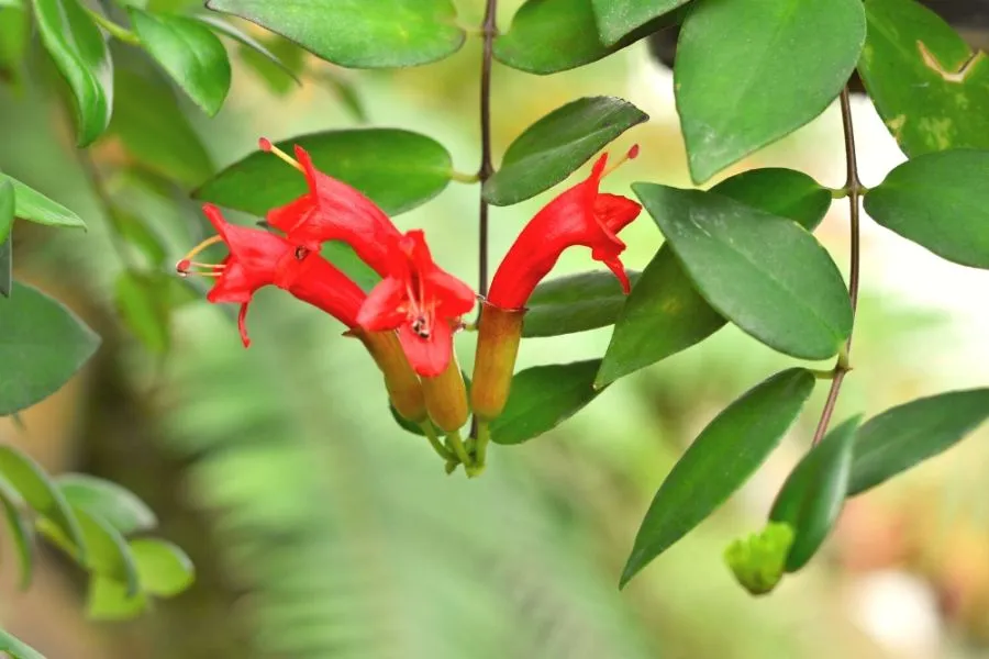 Cây son môi đặt gần cửa sổ nhận ánh sáng gián tiếp và nhiệt độ ấm áp