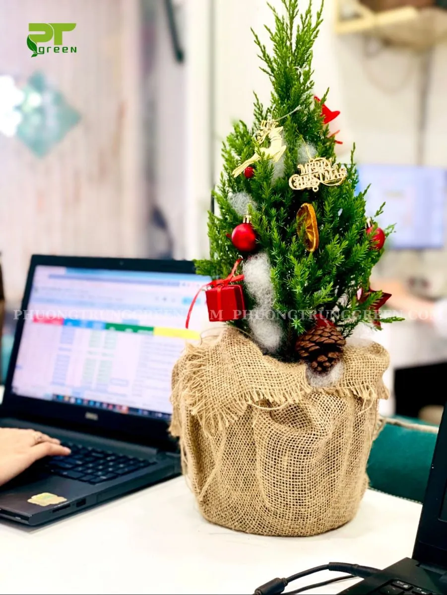 Cây Sơn Tùng được trang trí phụ kiện Noel