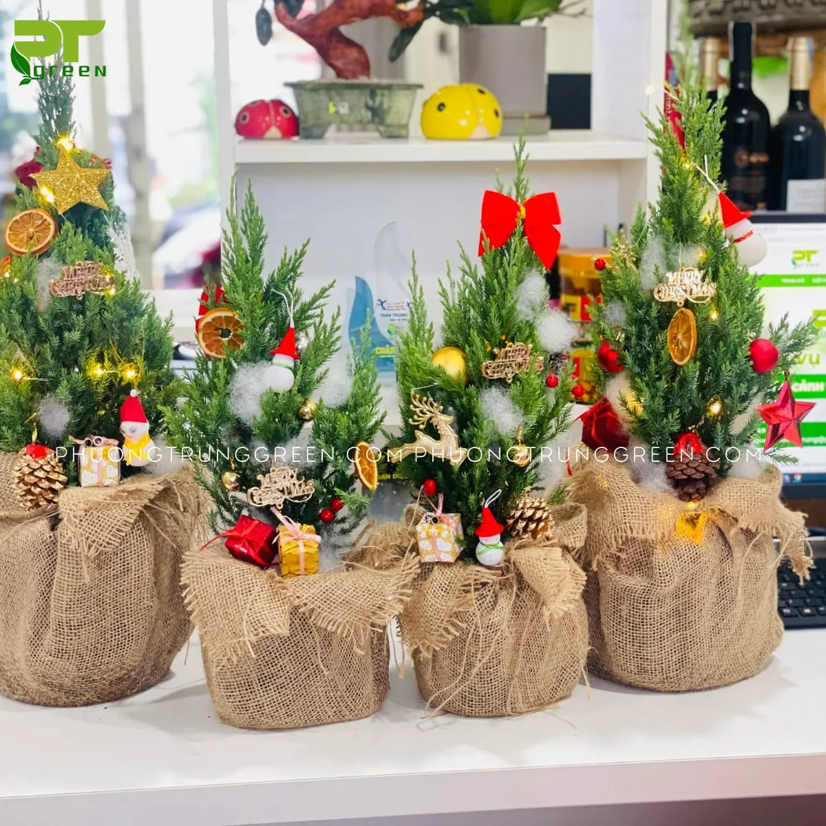 Cây Sơn Tùng được trang trí rực rỡ trong không khí Noel