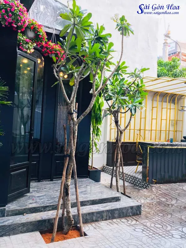 Cây sứ đại được trồng trong khuôn viên biệt thự, tăng vẻ đẹp cảnh quan