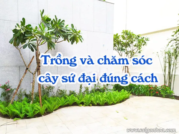 Cây sứ đại nở hoa trắng tinh khiết, minh họa cho cách trồng và chăm sóc cây hoa sứ nhiệt đới