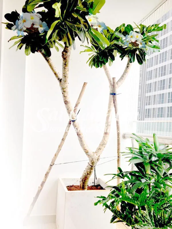 Cây sứ đại trồng chậu lớn ở ban công nhà phố