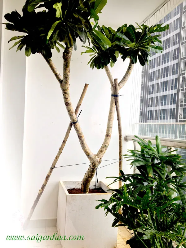 Cây sứ đại trồng trong chậu nhỏ, phù hợp đặt ở ban công hoặc sân thượng