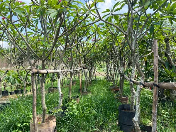 Cây Sứ Đại với thân thẳng và tán lá dày đặc, được sử dụng phổ biến làm cây trồng dải phân cách