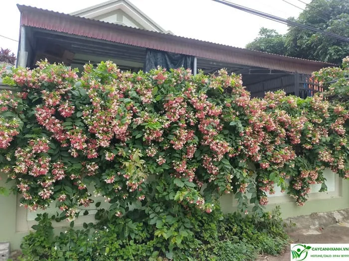 Cây sử quân tử rất dễ trồng và ra hoa nhiều