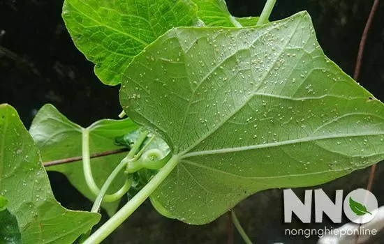 Cây su su bị vàng lá, xoăn ngọn