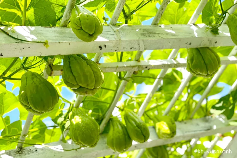 Cây su su được chăm sóc trên giàn đang ra hoa