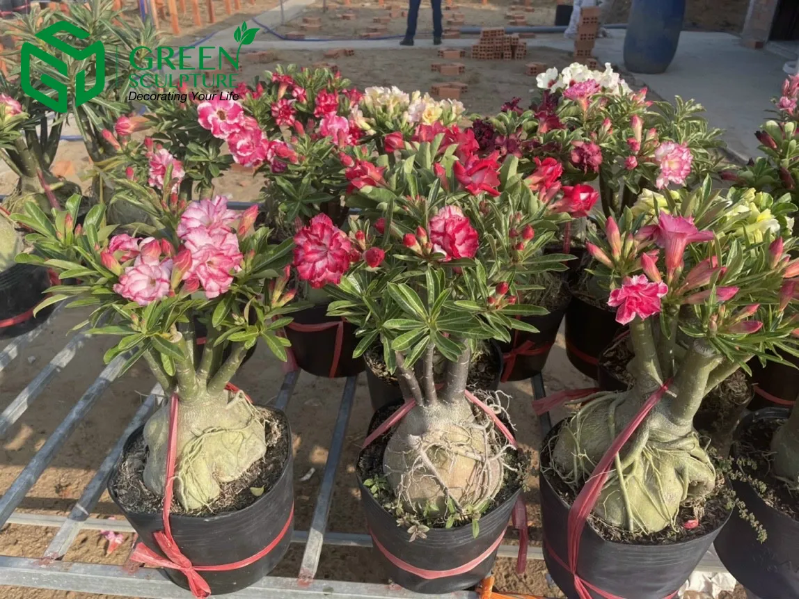 Cây Sứ Thái có bộ rễ phình to được trồng trong chậu đất nung