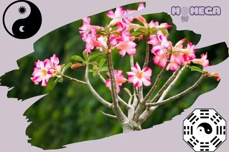 Cây sứ thái có củ phình to và rễ chắc khỏe, thể hiện sự sinh sôi và phát triển mạnh mẽ