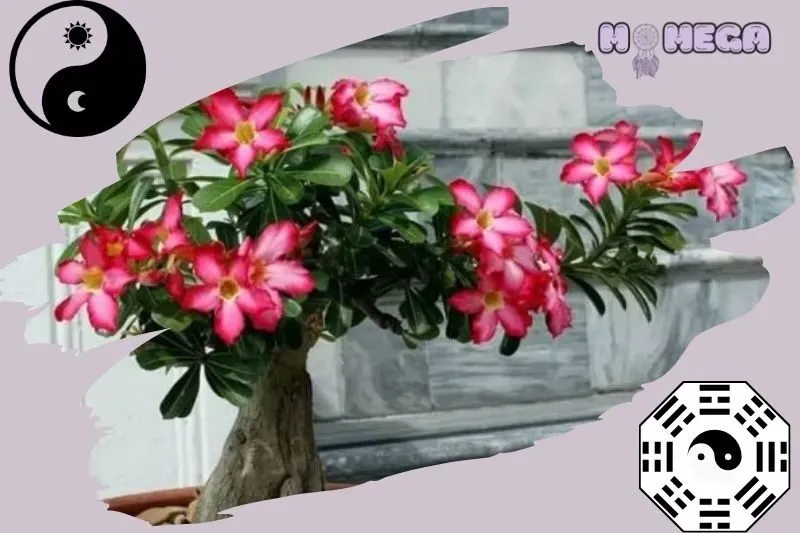 Cây sứ thái có hoa màu trắng tinh khiết, phù hợp với người yêu thích vẻ đẹp thanh cao