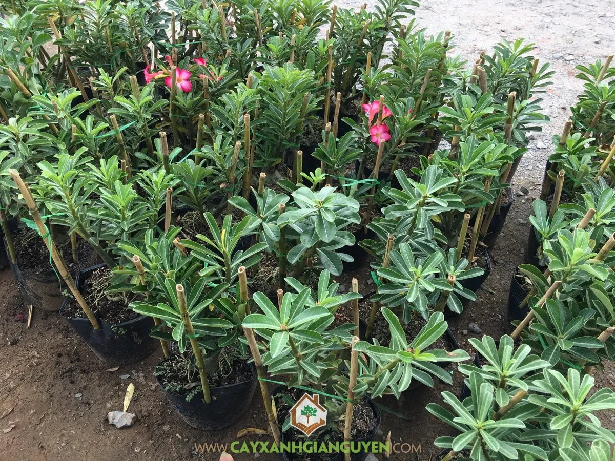 Cây sứ thái trưởng thành nở hoa rực rỡ dưới nắng, thể hiện sức sống mãnh liệt của cây